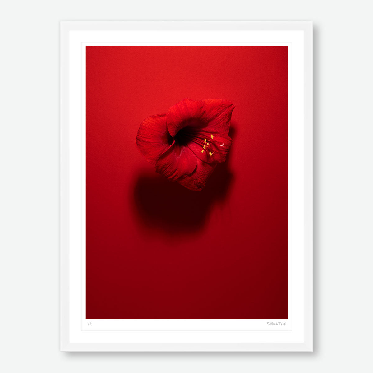 Shadows in Bloom Red