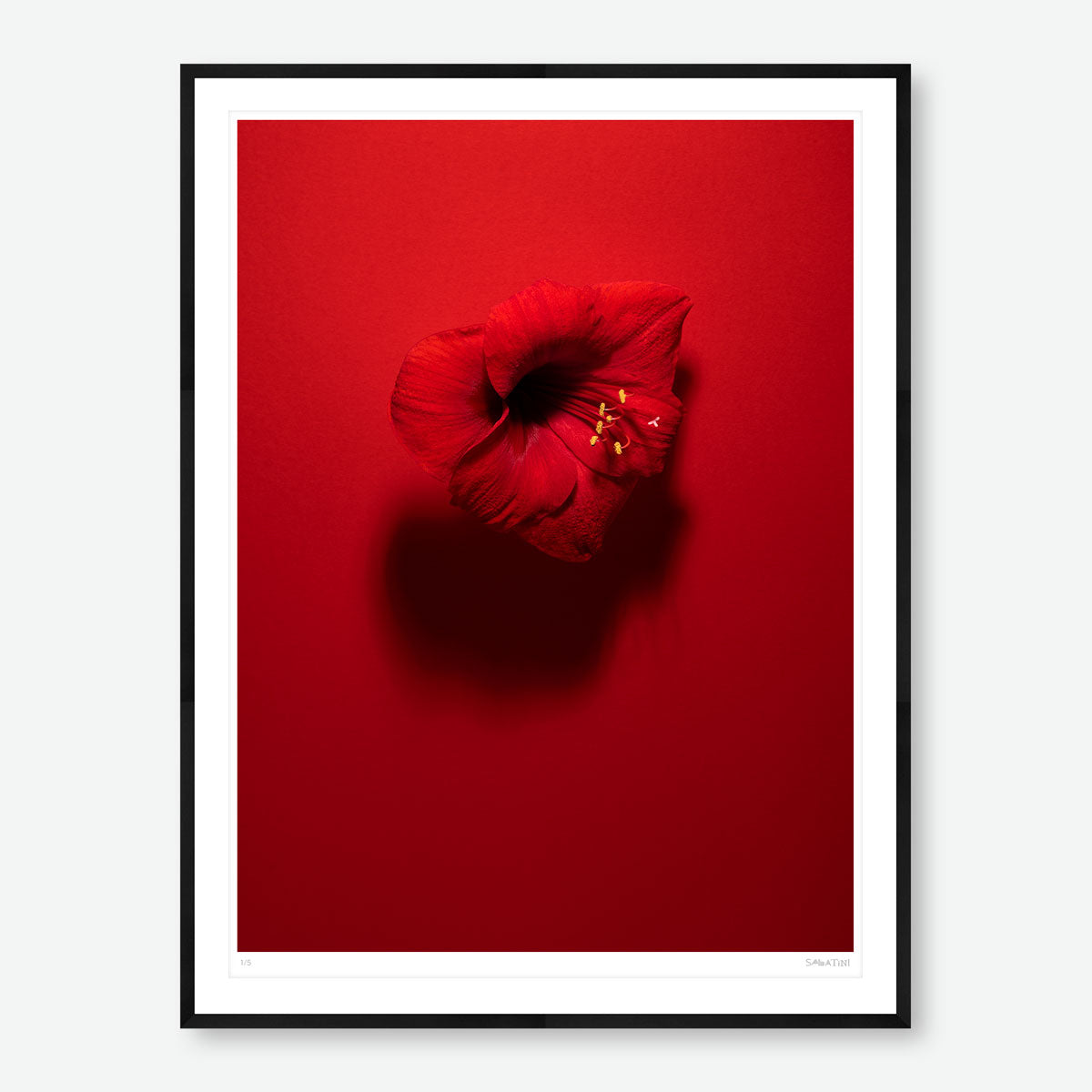 Shadows in Bloom Red