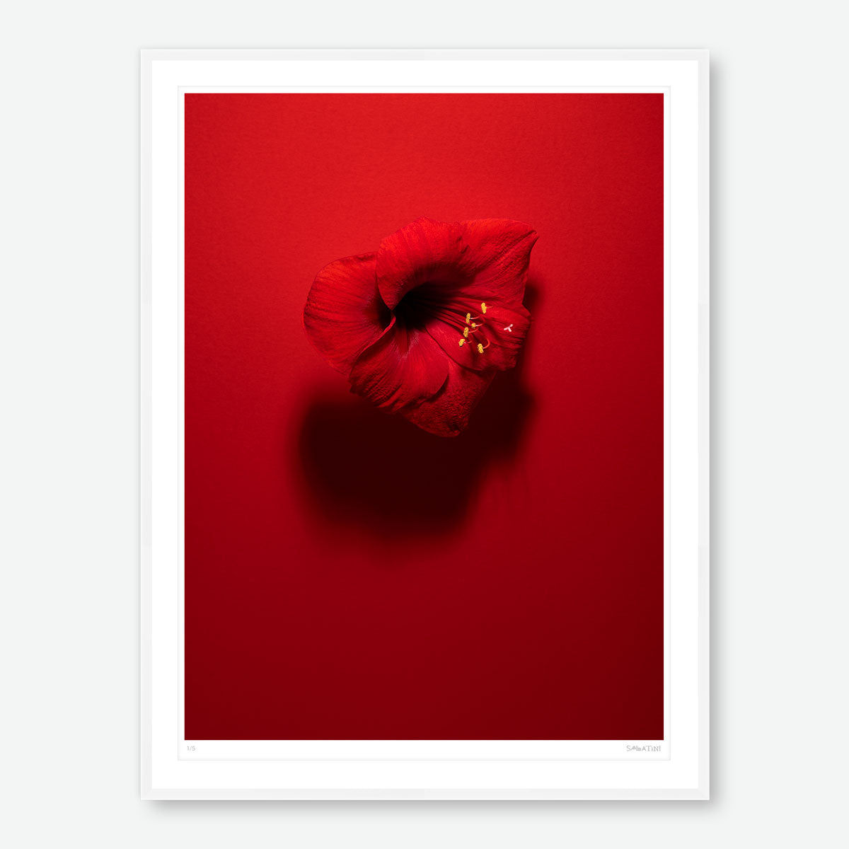Shadows in Bloom Red