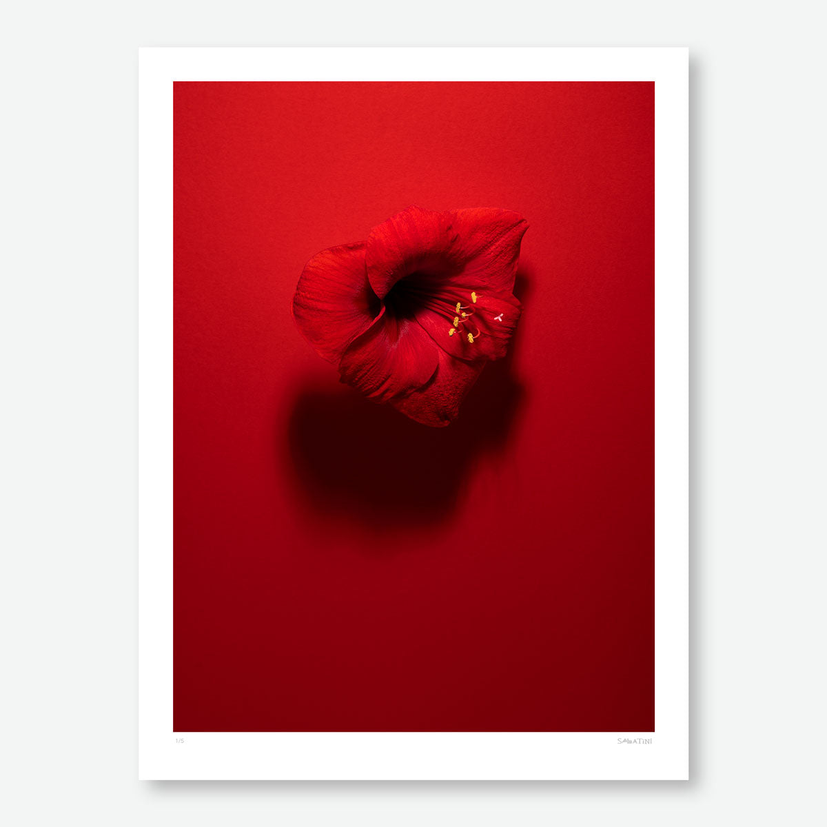 Shadows in Bloom Red