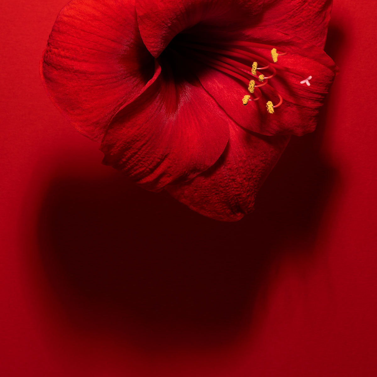 Shadows in Bloom Red