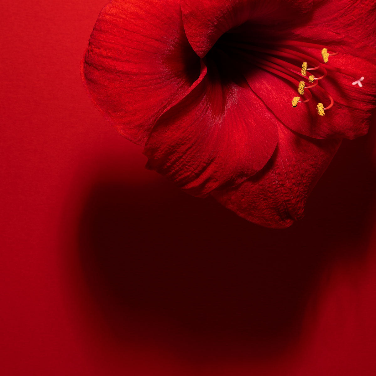 Shadows in Bloom in Red