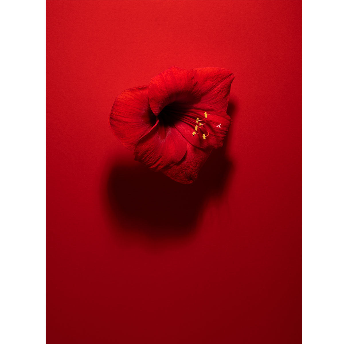 Shadows in Bloom in Red