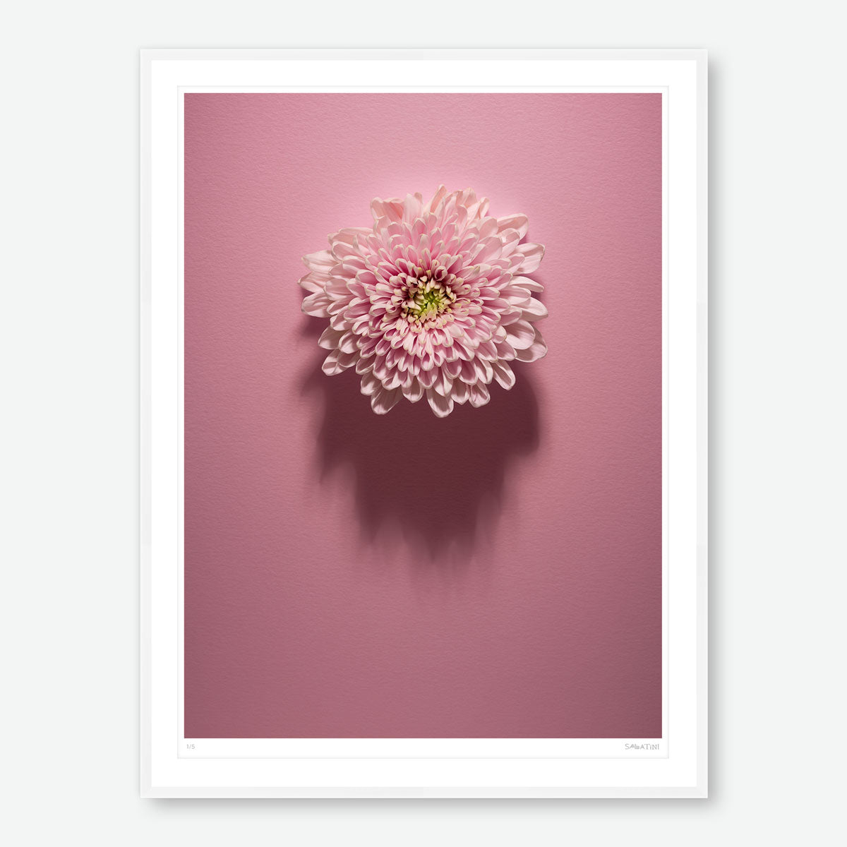 Shadows Bloom in Pink