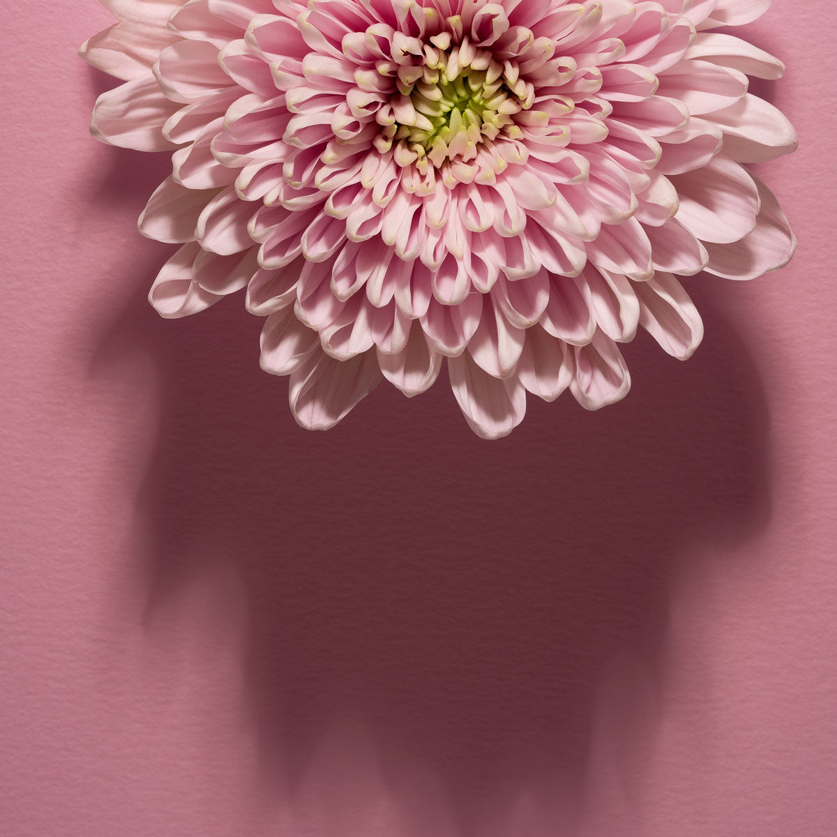 Shadows Bloom in Pink
