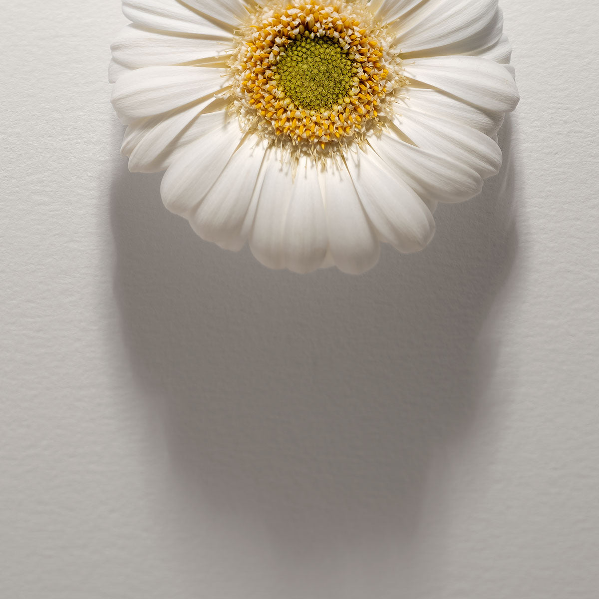 Shadows Bloom in White