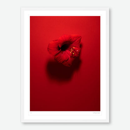 Shadows in Bloom Red