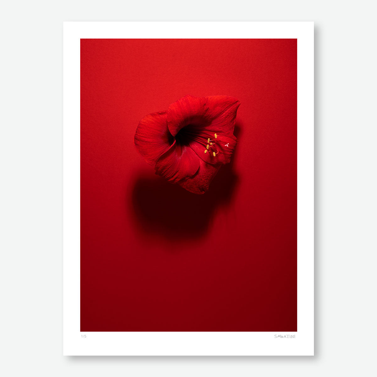 Shadows in Bloom Red