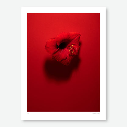 Shadows in Bloom Red