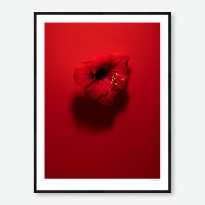 Shadows in Bloom Red