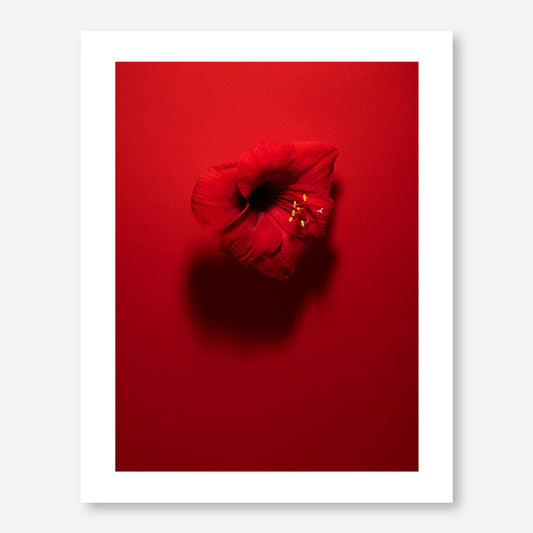 Shadows in Bloom in Red