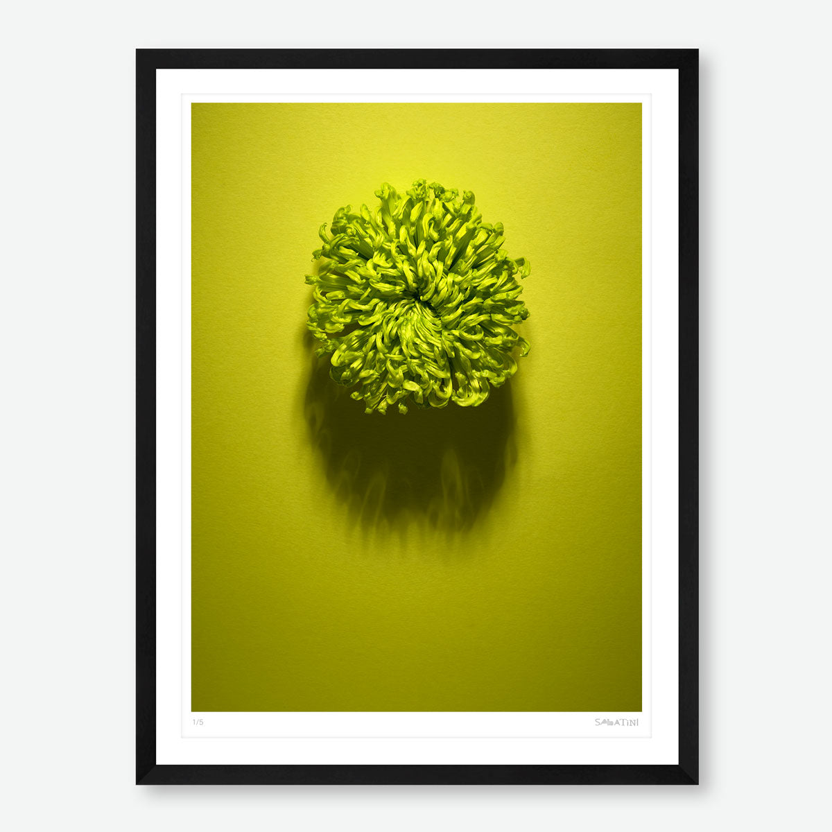 Shadows Bloom in Green
