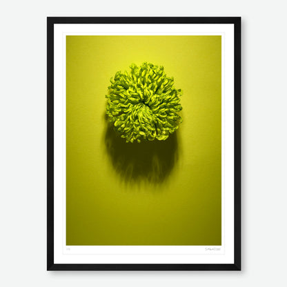 Shadows Bloom in Green