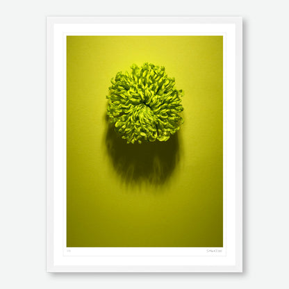 Shadows Bloom in Green
