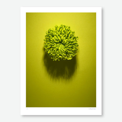 Shadows Bloom in Green