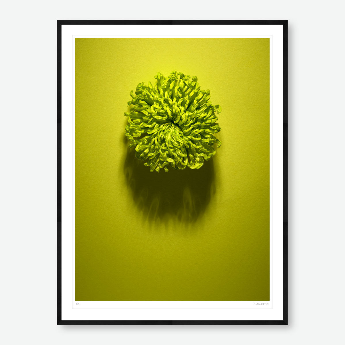 Shadows Bloom in Green