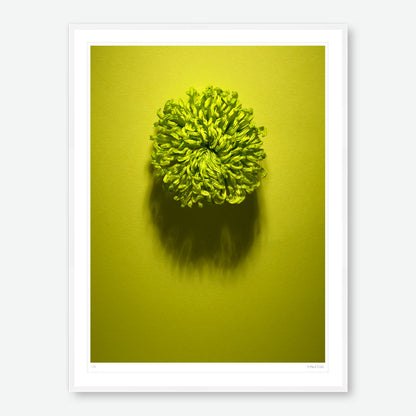 Shadows Bloom in Green
