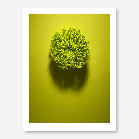 Shadows Bloom in Green
