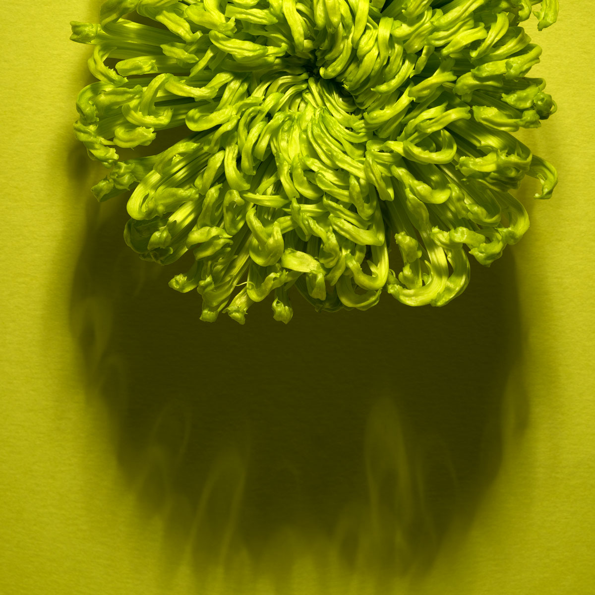 Shadows Bloom in Green