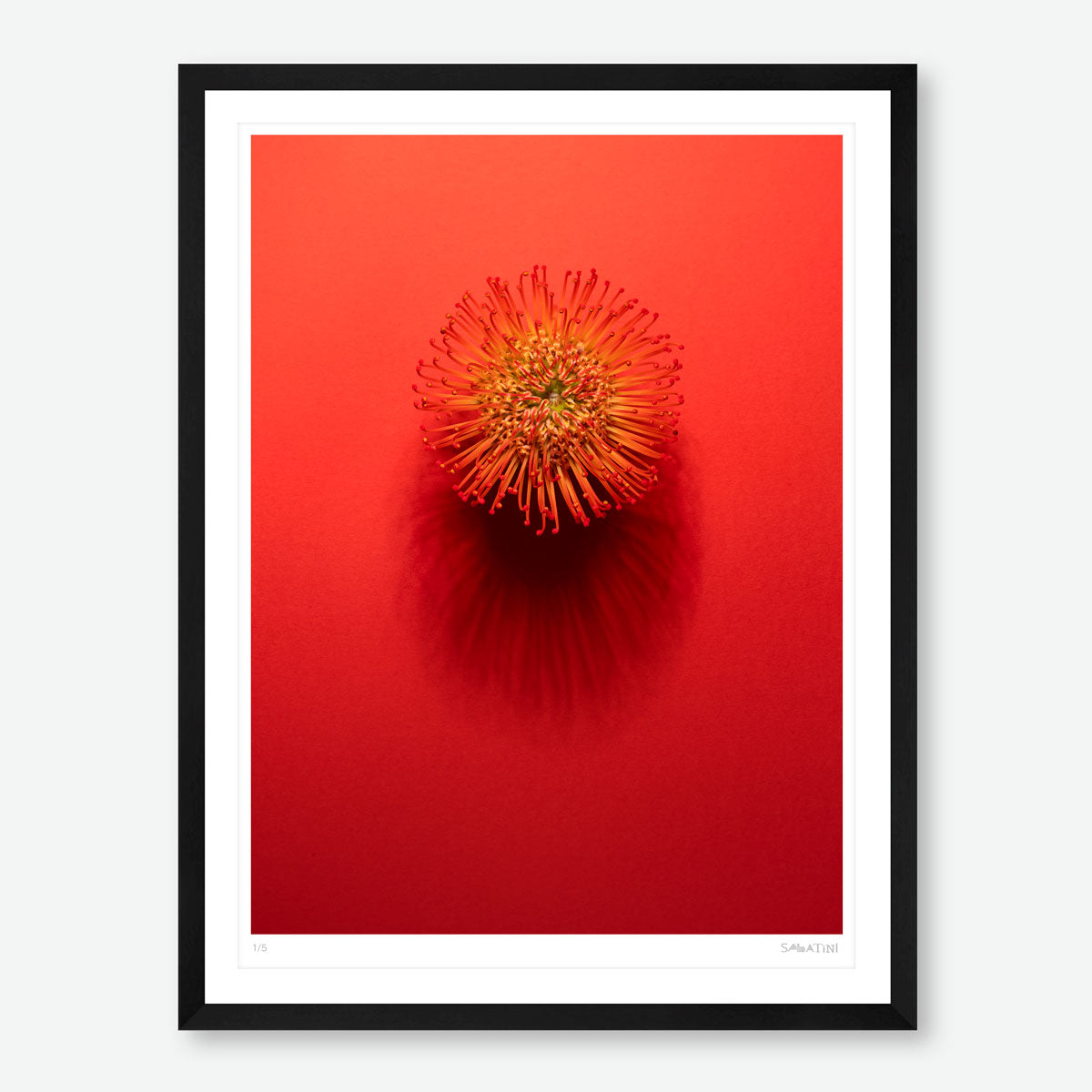 Shadows Bloom in Orange