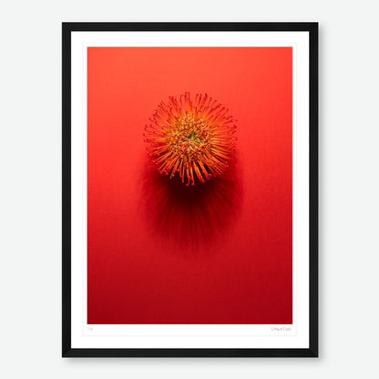 Shadows Bloom in Orange