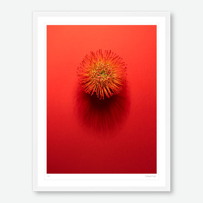 Shadows Bloom in Orange