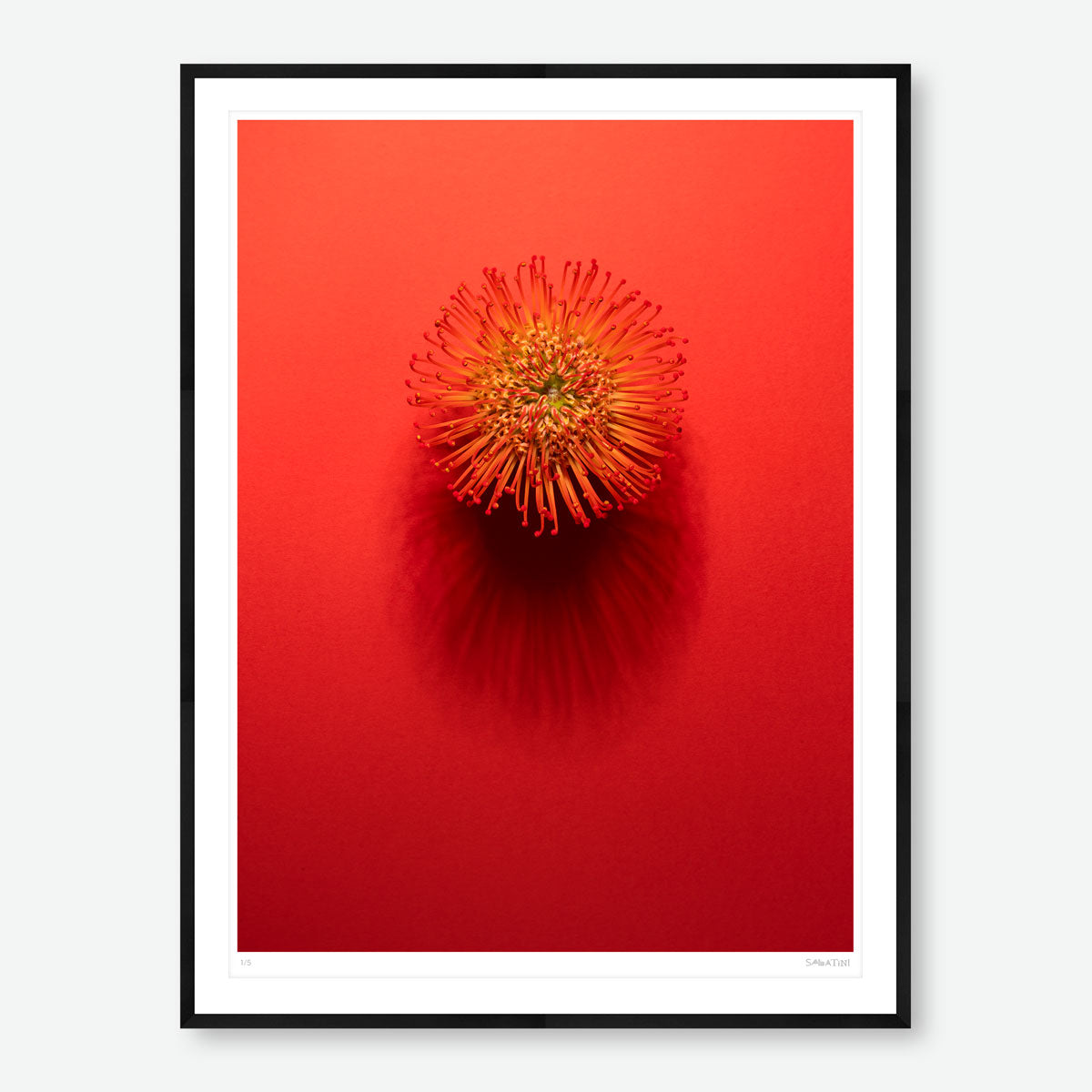 Shadows Bloom in Orange