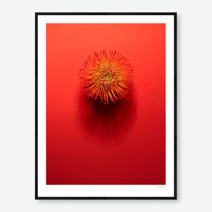 Shadows Bloom in Orange