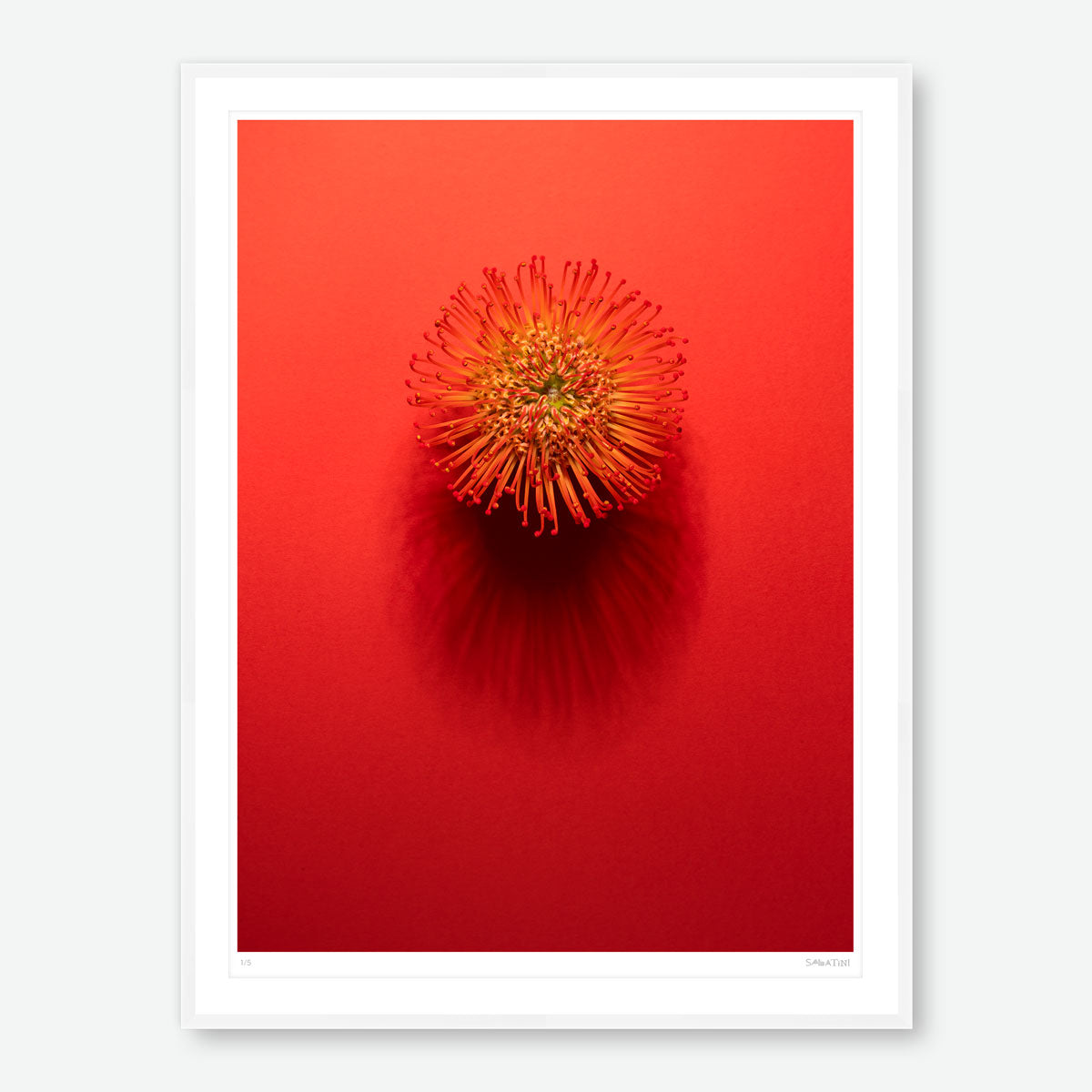 Shadows Bloom in Orange