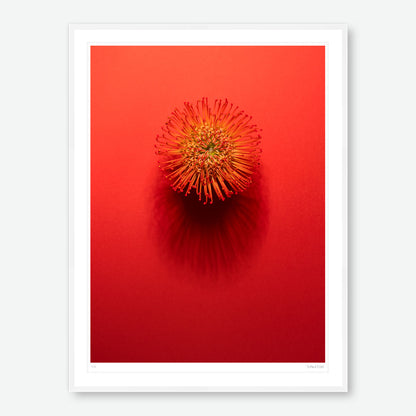 Shadows Bloom in Orange