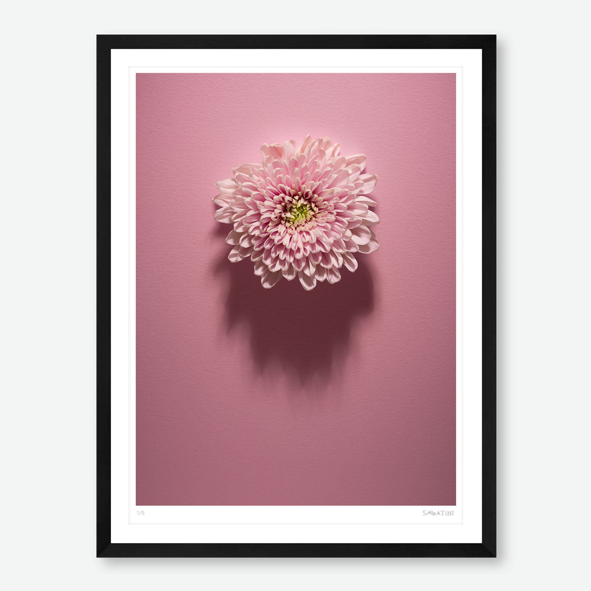 Shadows Bloom in Pink