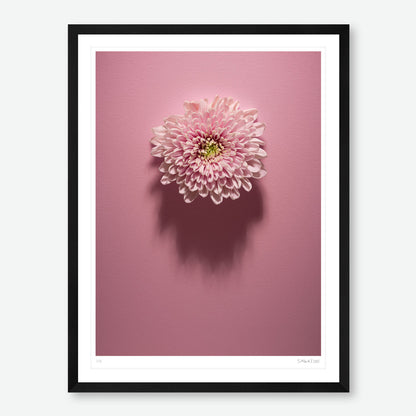 Shadows Bloom in Pink