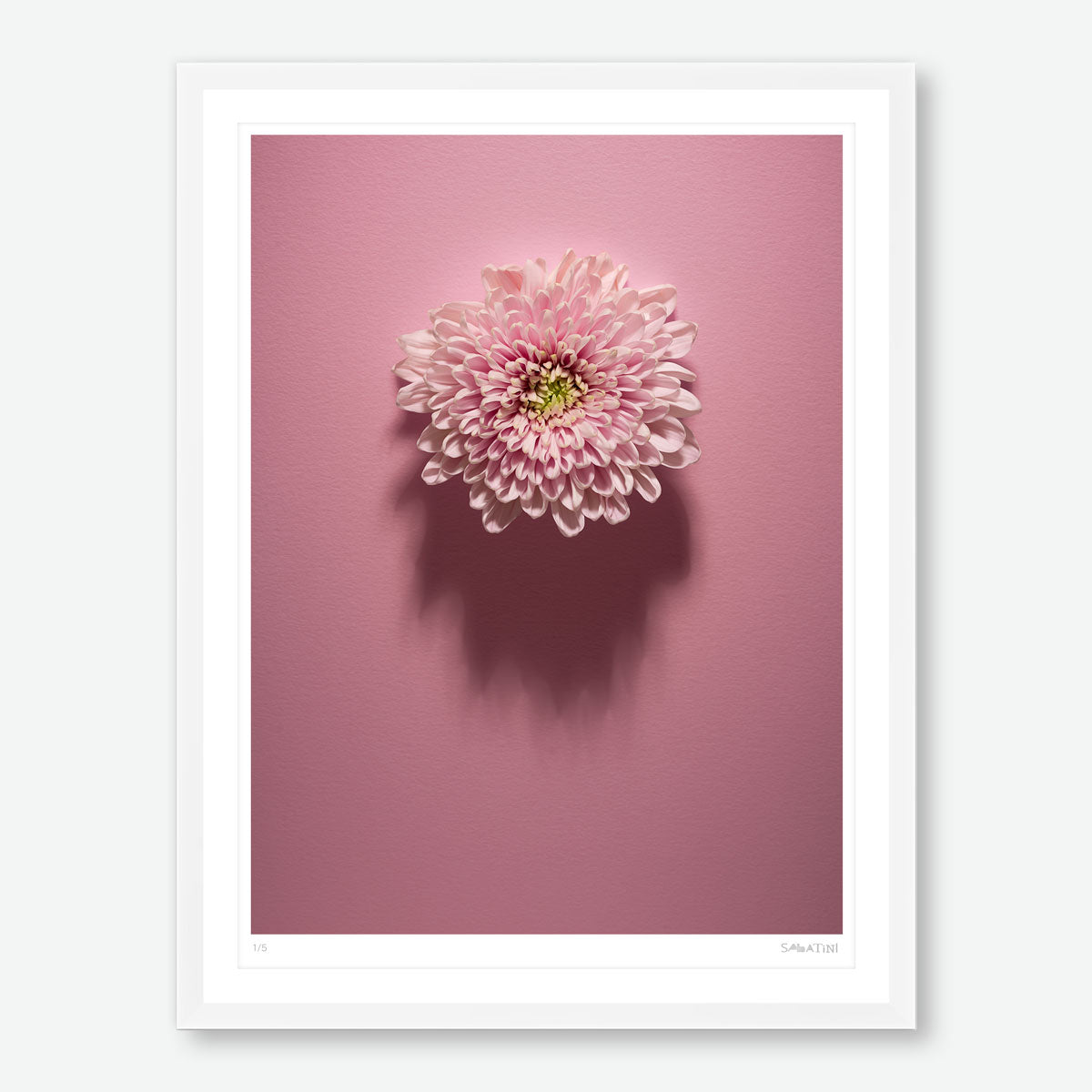 Shadows Bloom in Pink