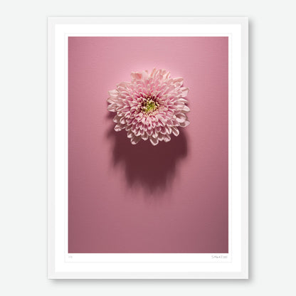 Shadows Bloom in Pink