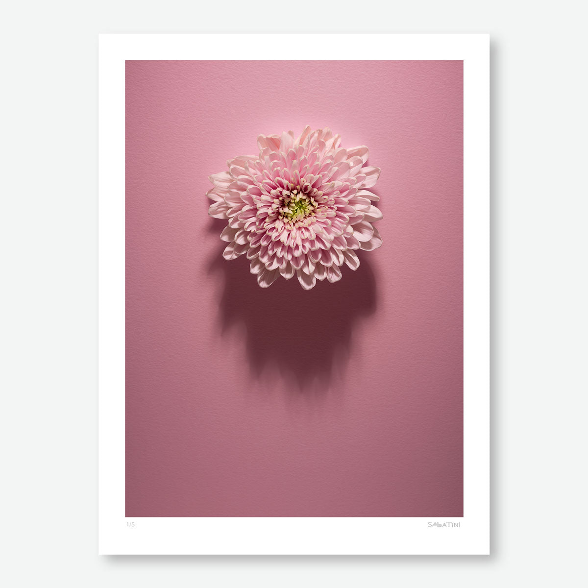 Shadows Bloom in Pink