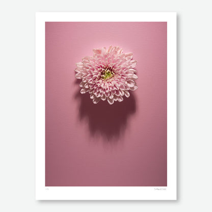 Shadows Bloom in Pink