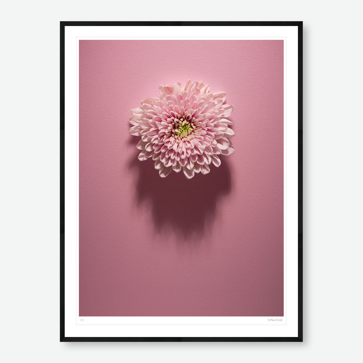 Shadows Bloom in Pink