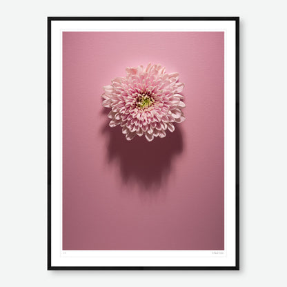 Shadows Bloom in Pink