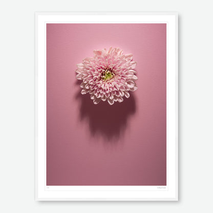 Shadows Bloom in Pink