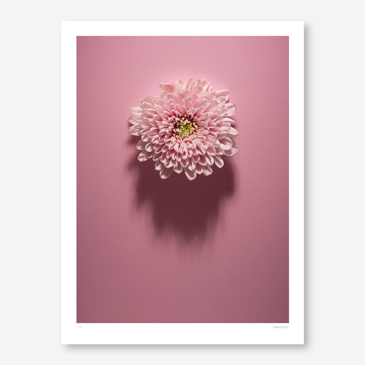 Shadows Bloom in Pink
