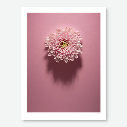 Shadows Bloom in Pink