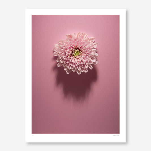 Shadows Bloom in Pink