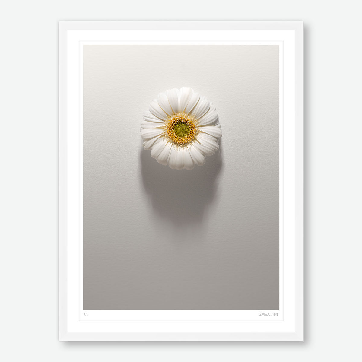 Shadows Bloom in White