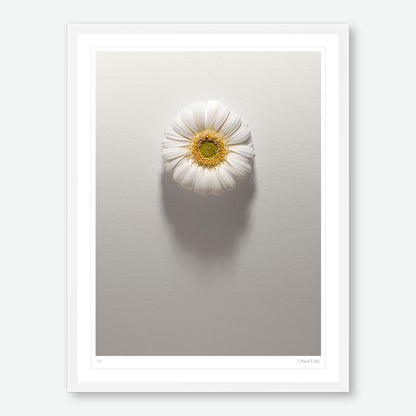 Shadows Bloom in White