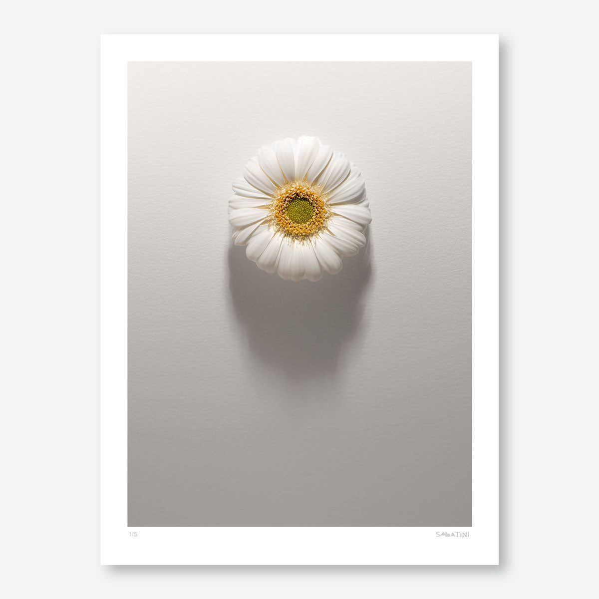 Shadows Bloom in White