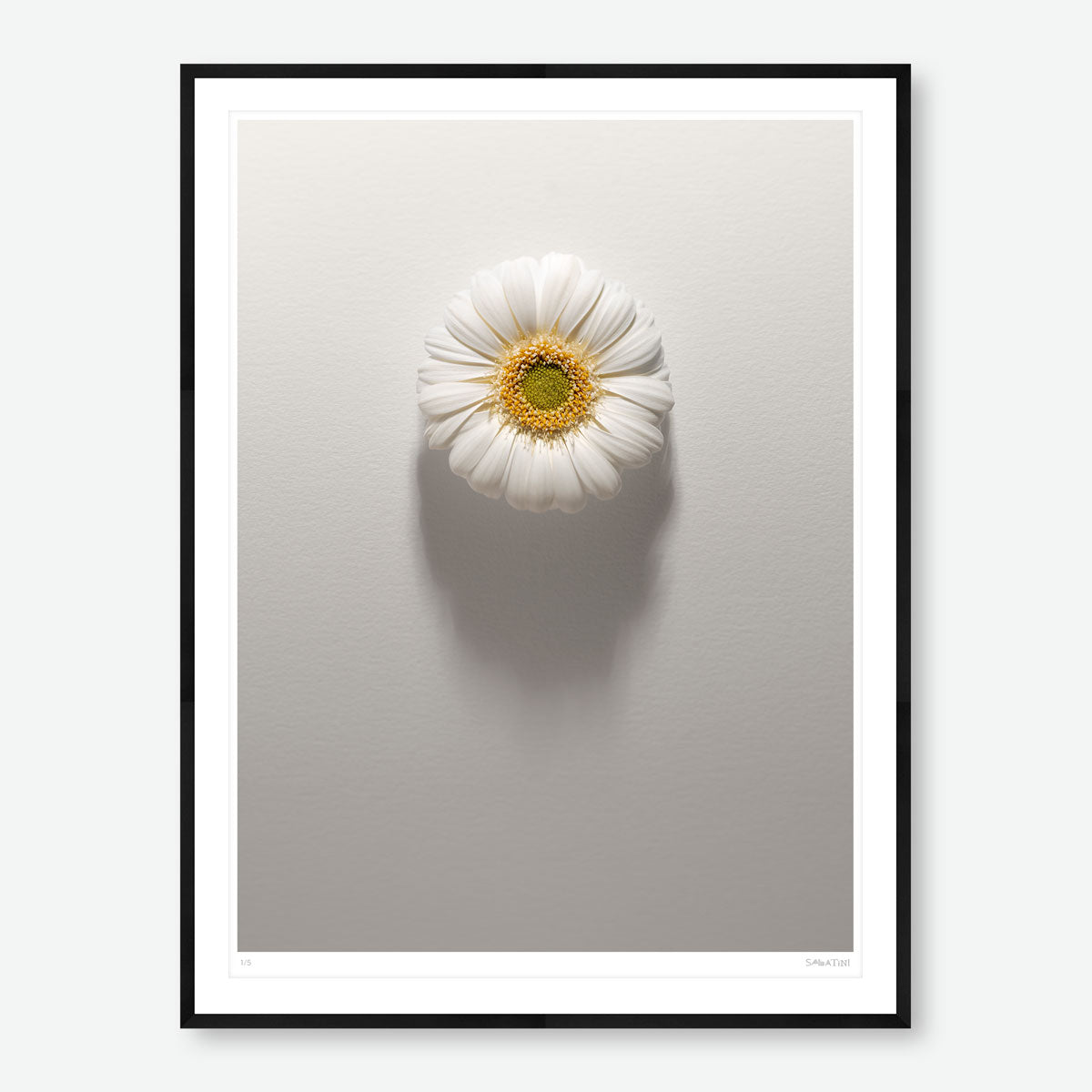 Shadows Bloom in White
