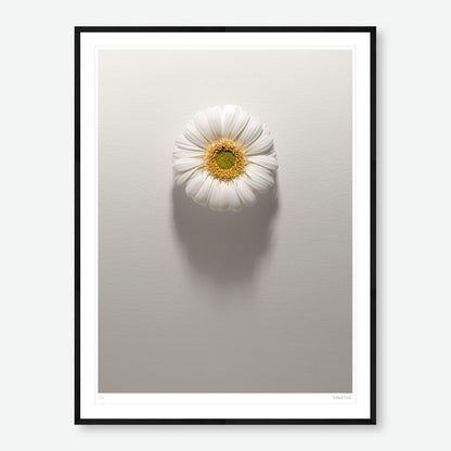 Shadows Bloom in White