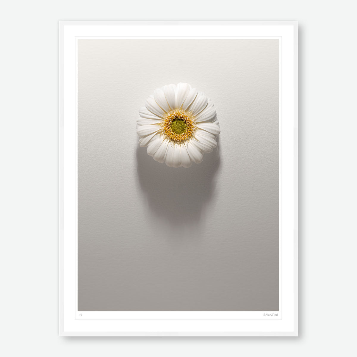 Shadows Bloom in White