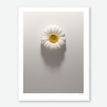 Shadows Bloom in White
