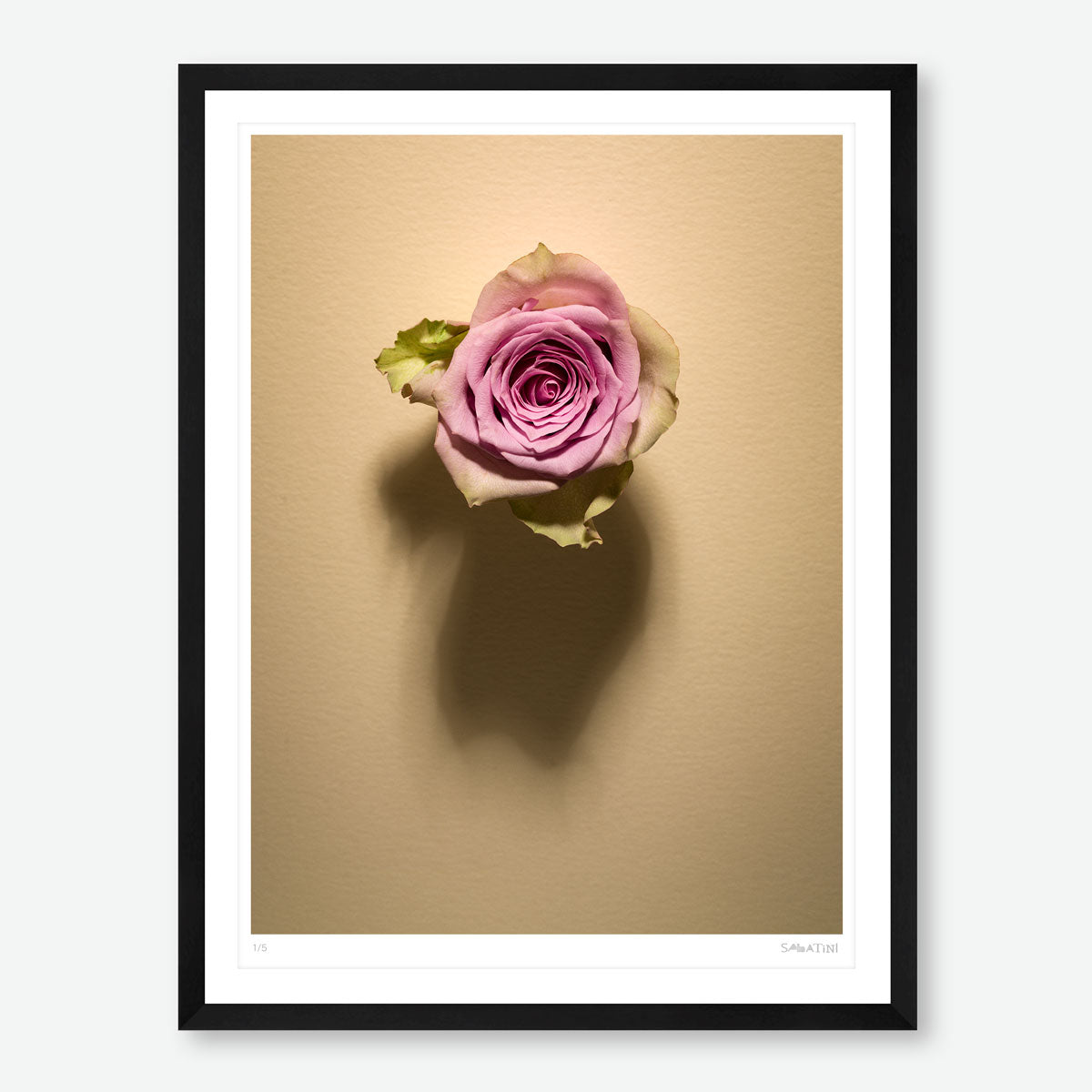 Shadow Bloom in Cream